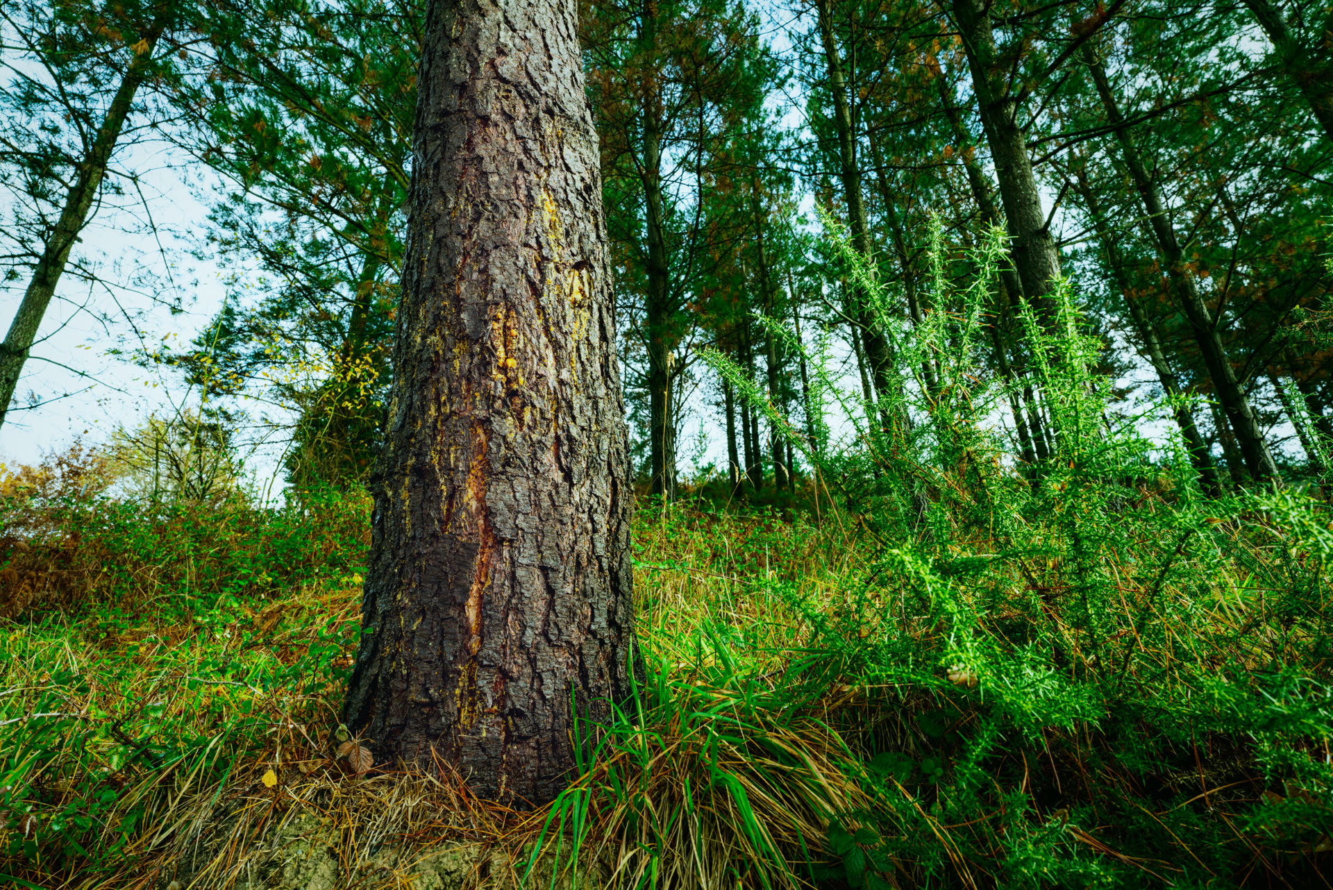 Mississippi pine timberland